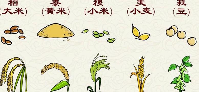 五谷名称拼音全解析