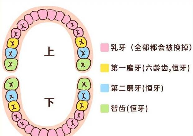 序齿排班：年龄排序的团队安排含义及文化内涵