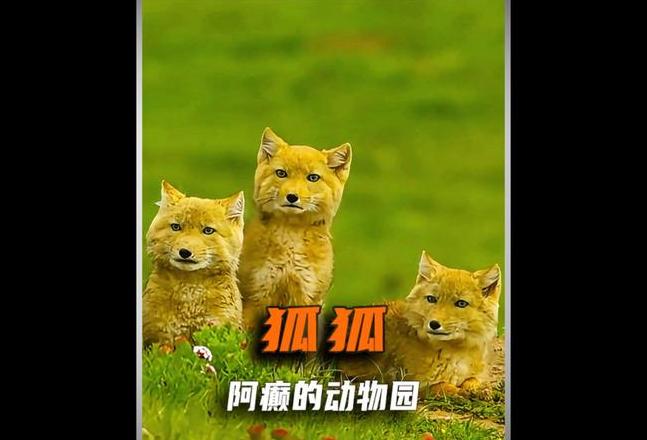 揭秘‘销声匿迹’：物种消失背后的生态警示