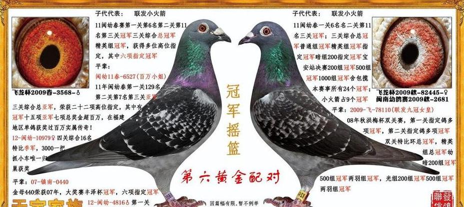 不离不弃的动物：鸽子的忠诚之谜